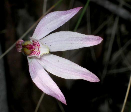 Petalochilus carnea - Pink Fingers.jpg